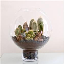 Cacti Terrarium