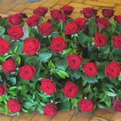 Rose Casket Tribute