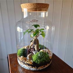 Ginseng Bonsai Terrarium