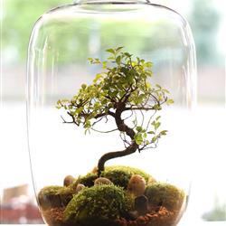 Bonsai Terrarium